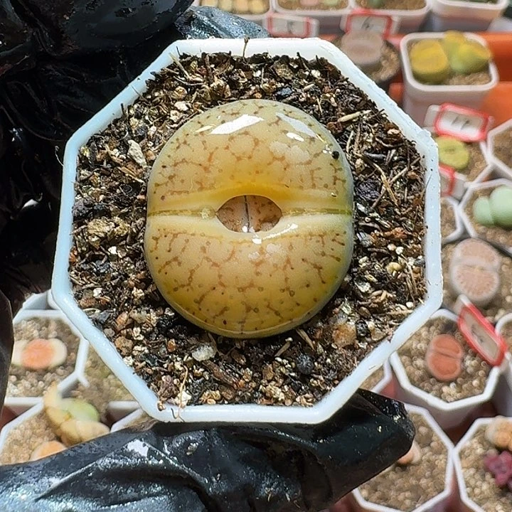 生石花22:：/。  119