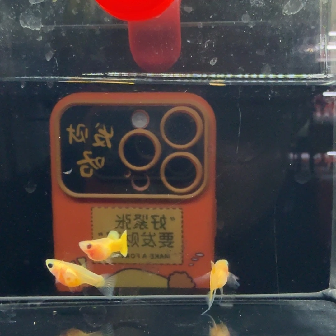 孔雀鱼黄金玻璃猫短吸一组8