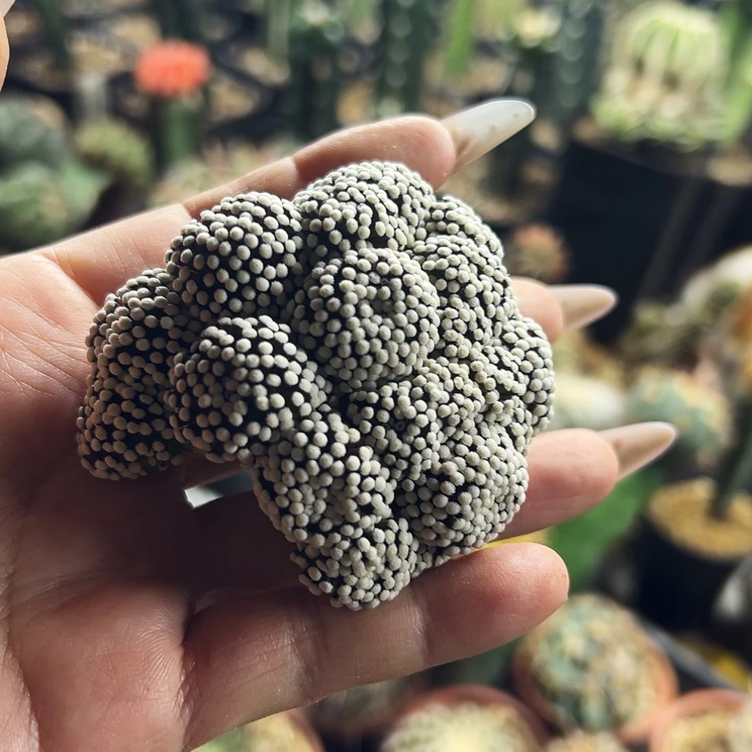 松针仙人球111111111111