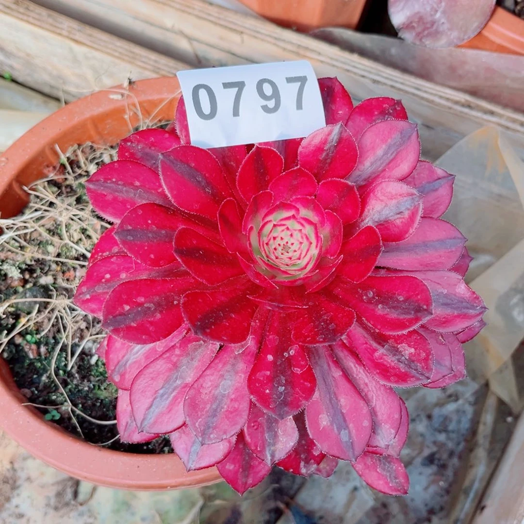 白月光高锦多肉发货