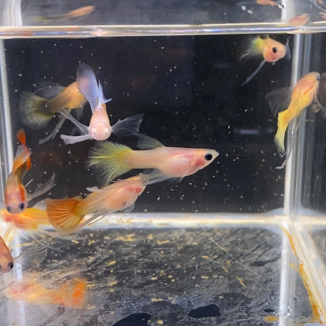 孔雀鱼缎带公非繁殖九条