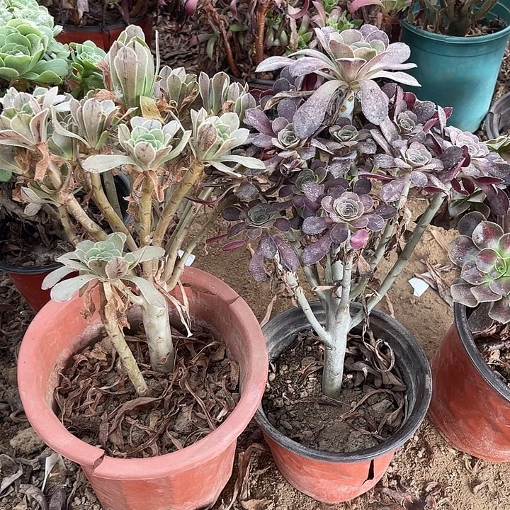 2棵玫瑰玫瑰玫瑰玫瑰
