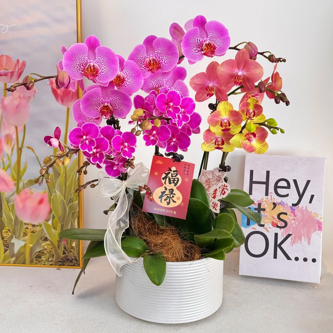 妗画【全家福】艺术组合蝴蝶兰 好养带花带花苞基地直发