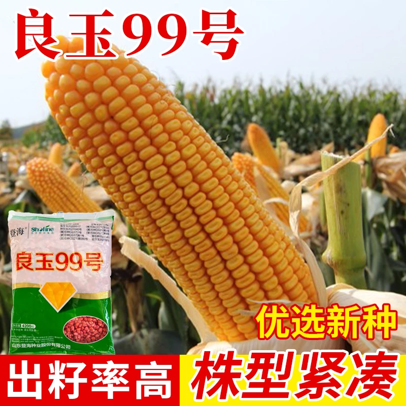 良玉99号玉米种大棒包谷饲料杂交高产大田玉米种籽春季