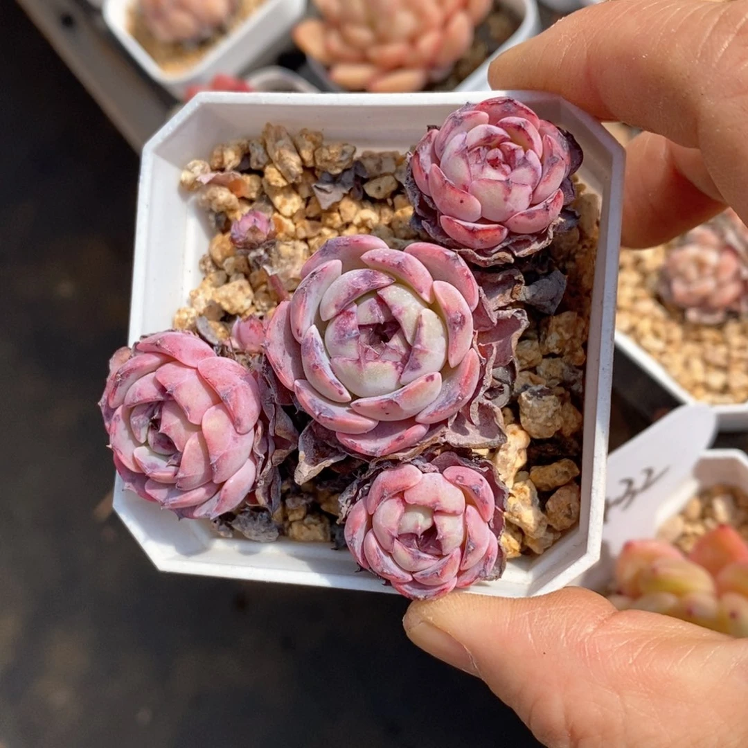 精品多肉一物一拍不包整145