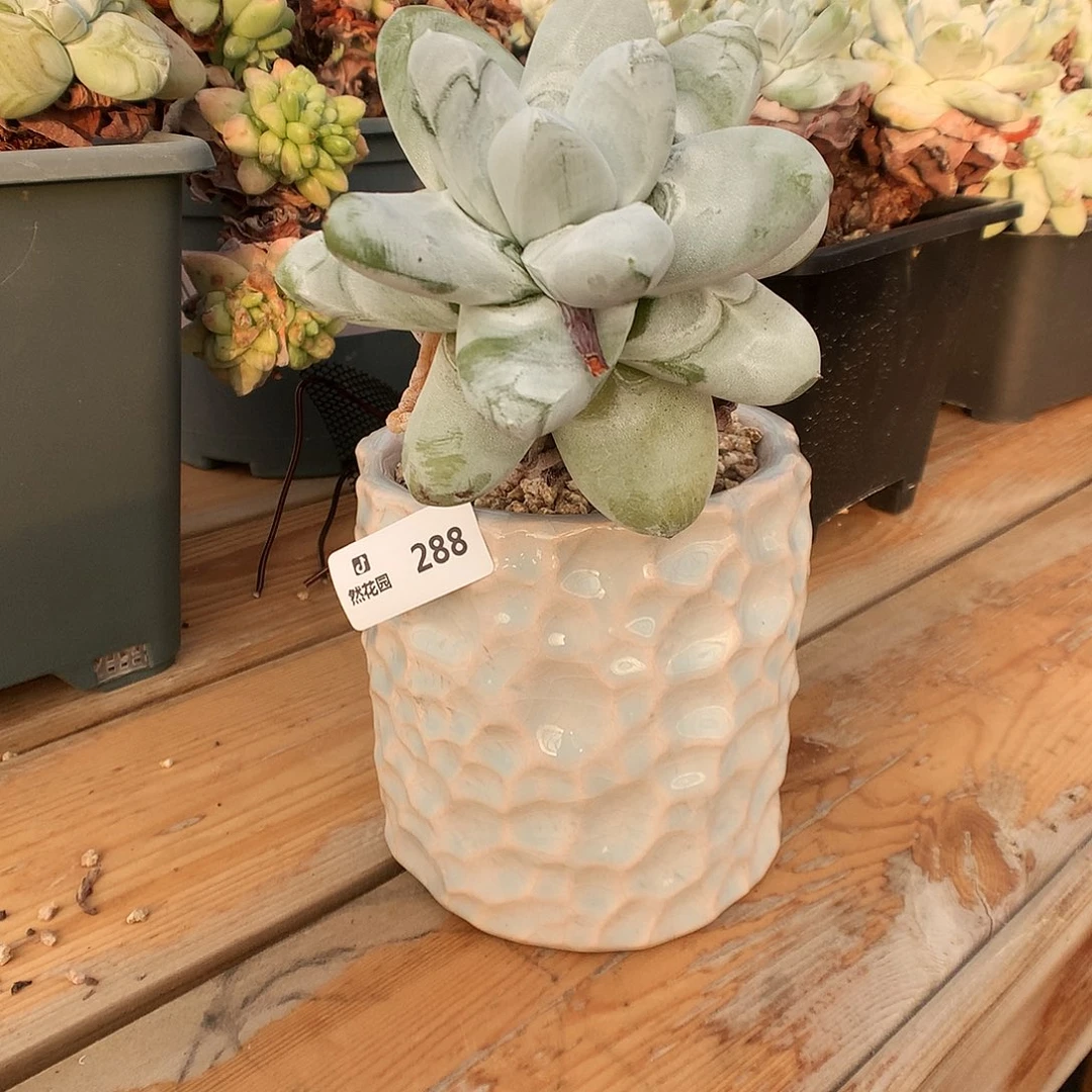 288拇指补差多肉植物