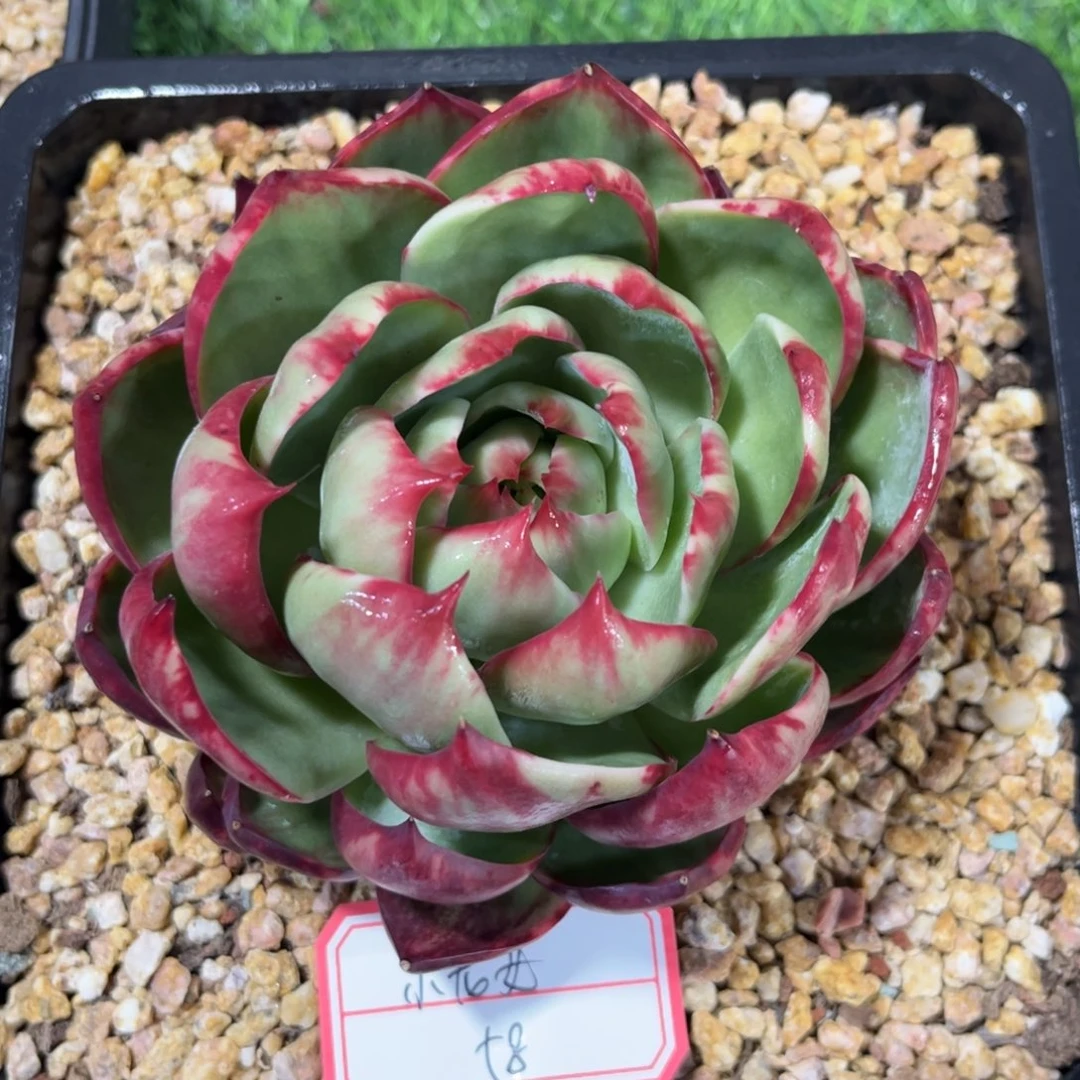 小*女惊鸿仙子 一物一拍