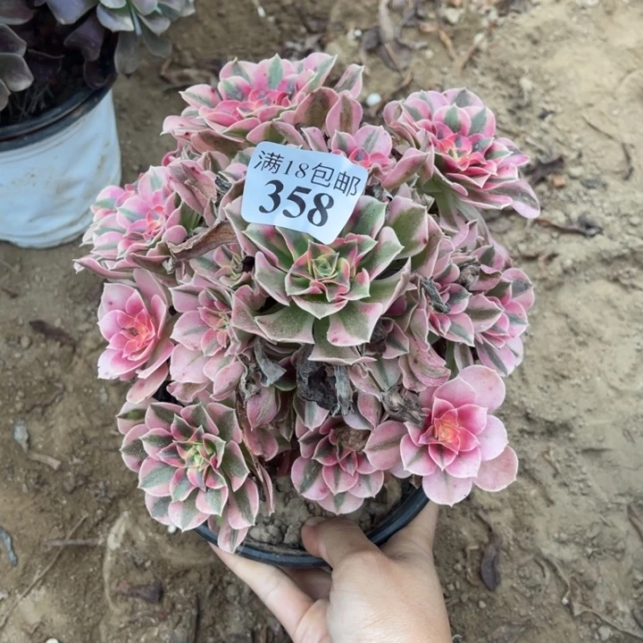 358粉女巫手捧1号棚