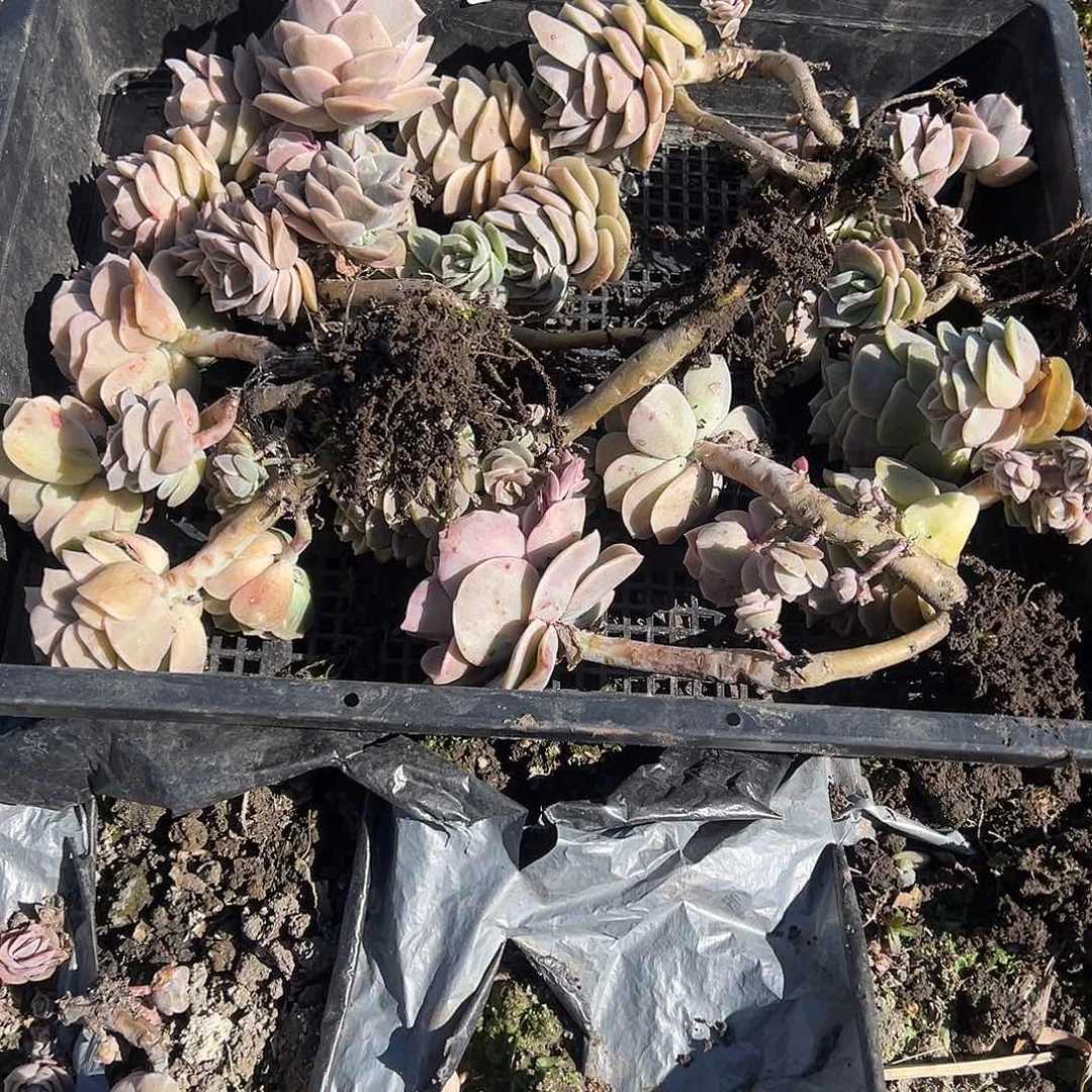 饭*饱704不售后7颗