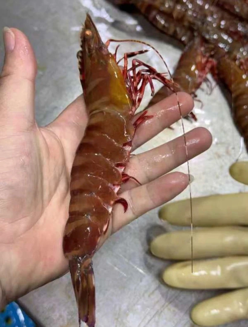 红爪虾鬼虾纯天然海捕野生 阳江海陵岛发货