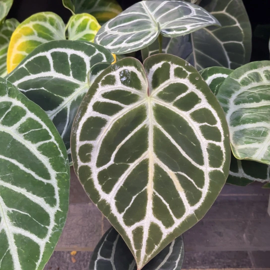 无花朵skgx铜锣烧5902