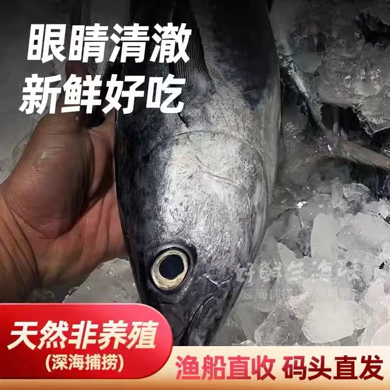 神泉本港照灯长翅鱼3条5斤广东顺丰冷链包邮