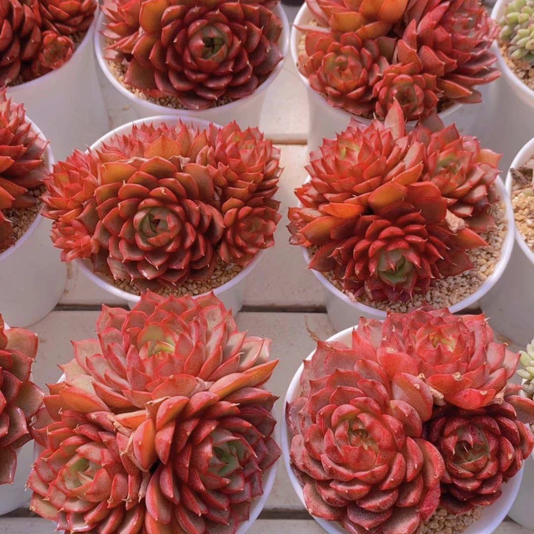 量拍43号 精品母本林杰安娜多头群一个