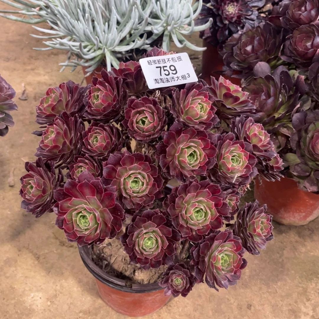 759安娜玫瑰多肉植物法师