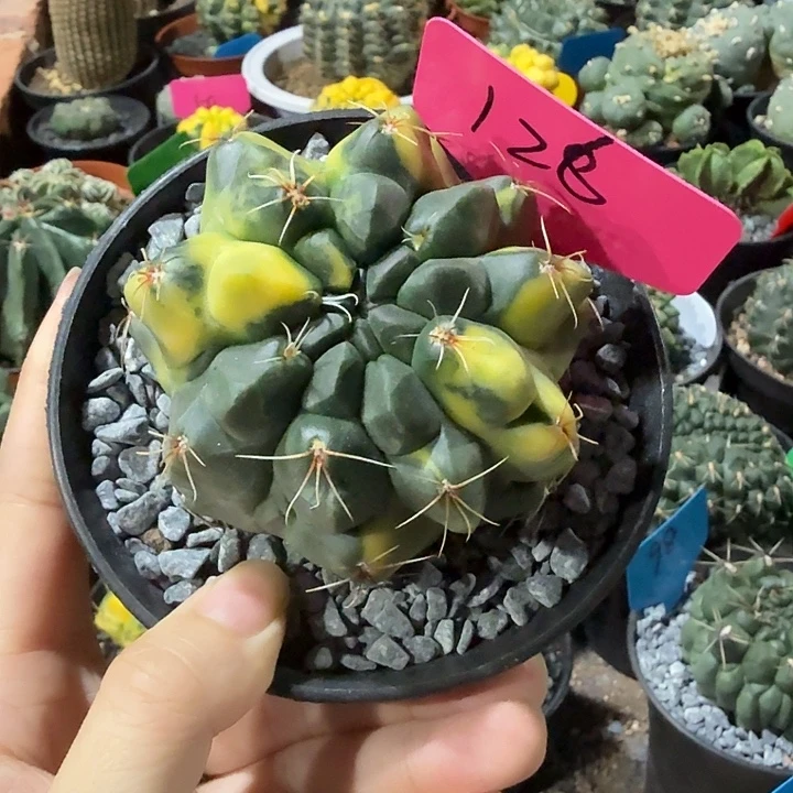 绯花玉实生一物一拍