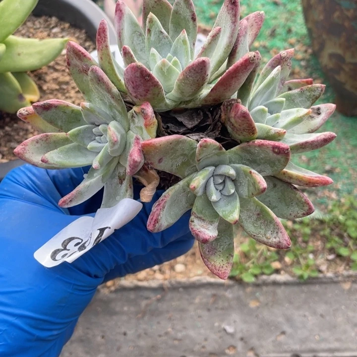 83号泡芙苹果叶杂交多肉植物