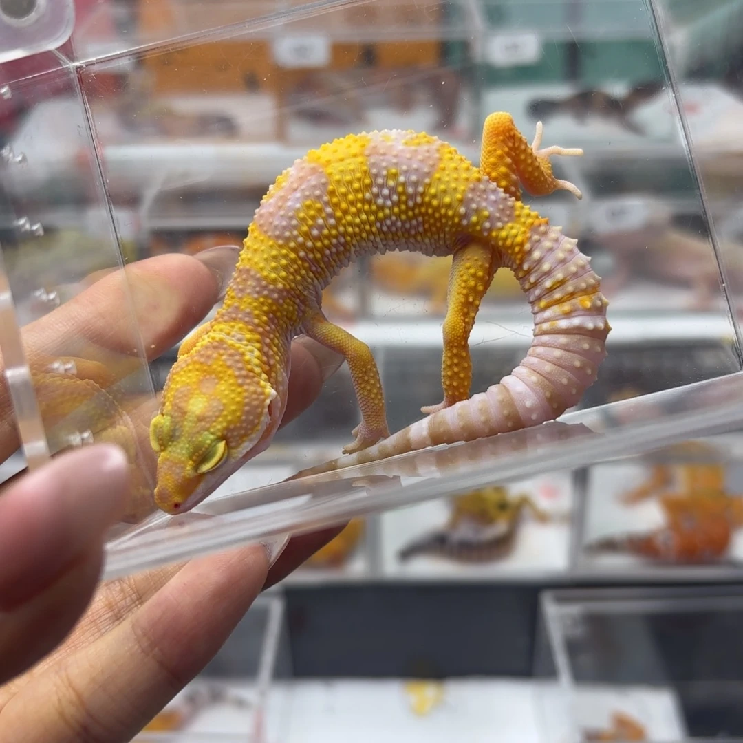 豹纹守宫白黄川普蜡笔 妹妹 N099