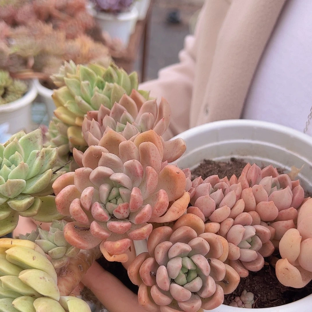 3盆璀璨 多肉植物