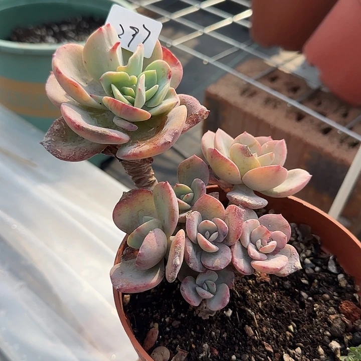 用****8297血凤脱土发货不退不换