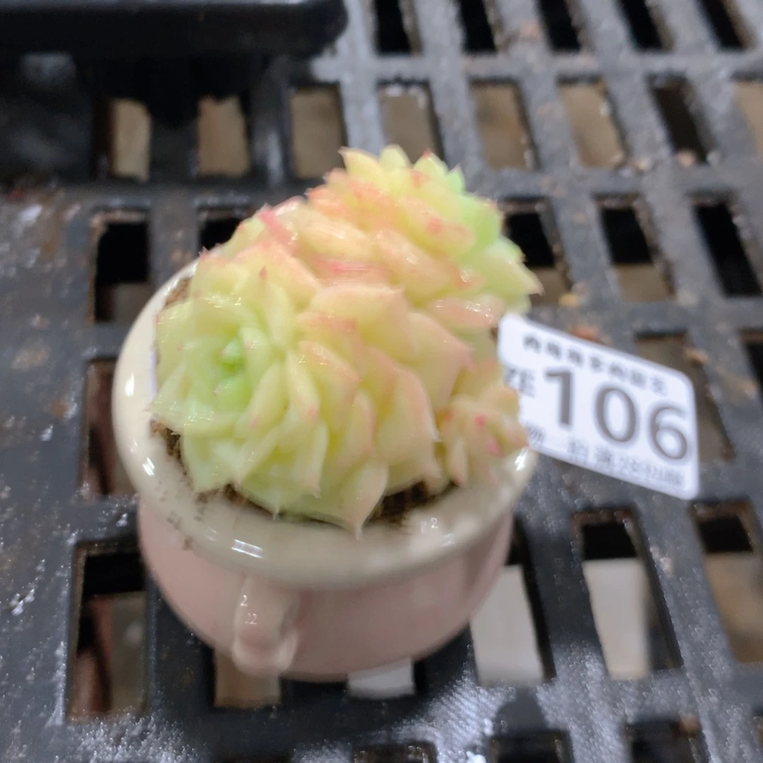 肉萌萌拇指盆精控多肉ZE106