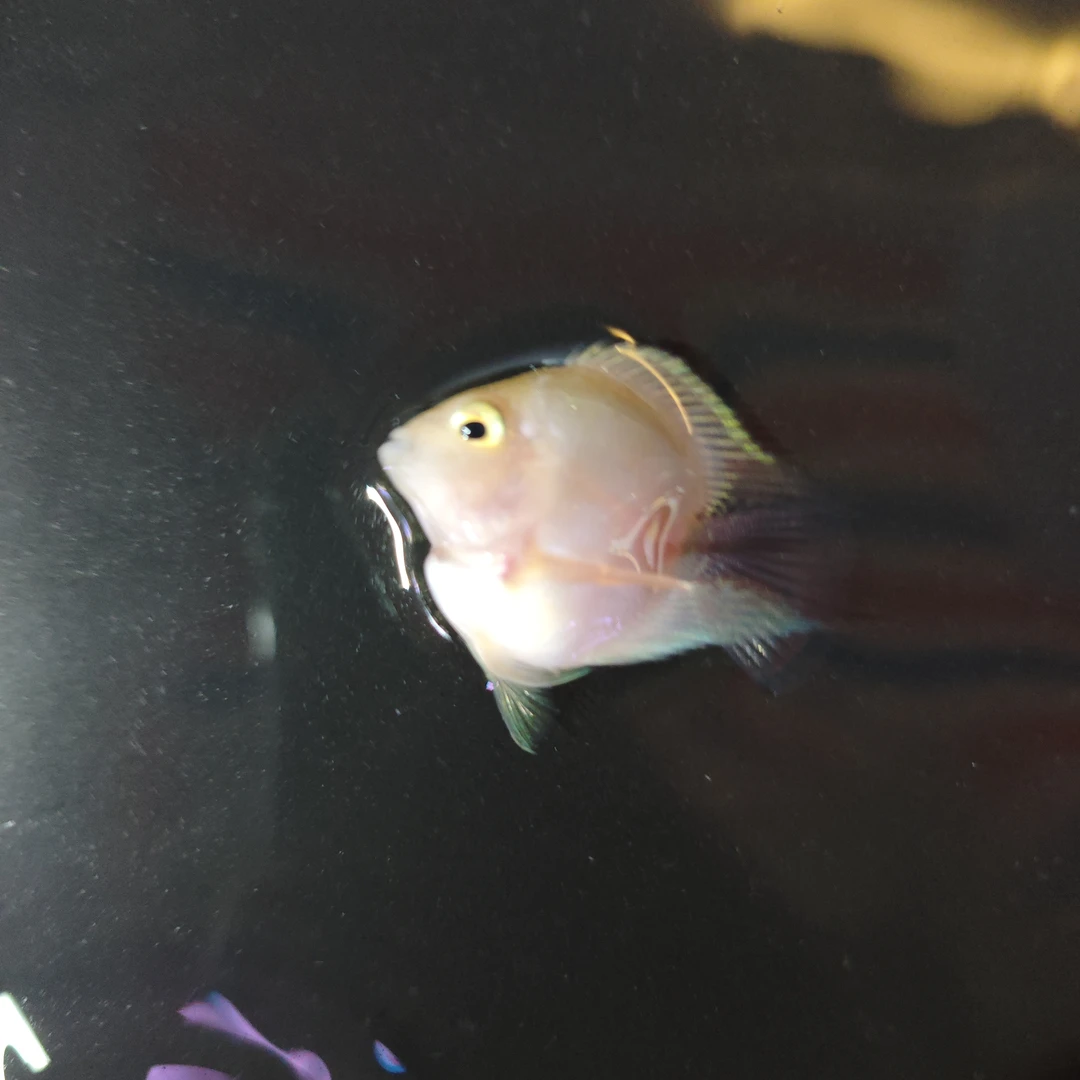 胭脂粉桃心缩尾顺丰包邮