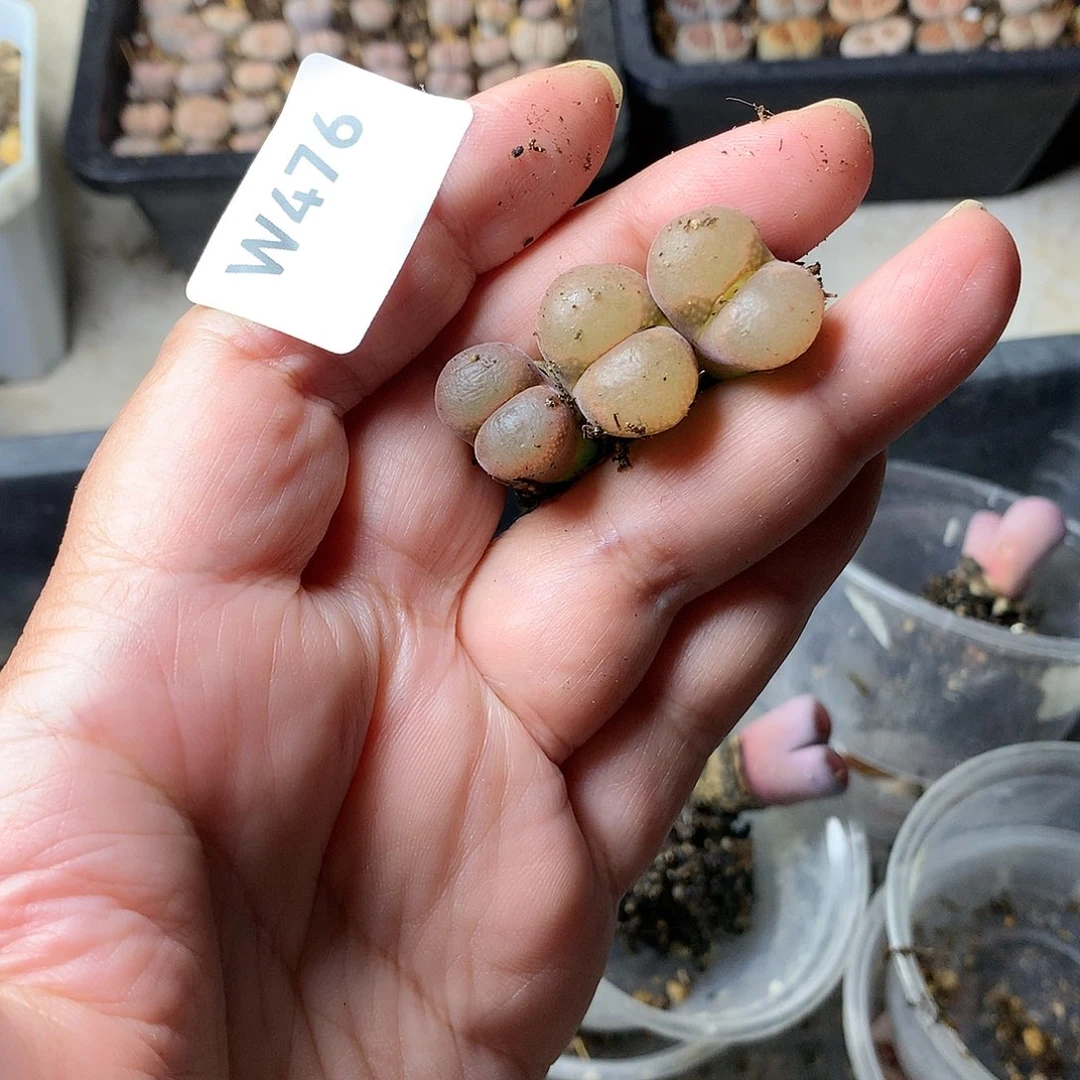 W476多肉植物保护