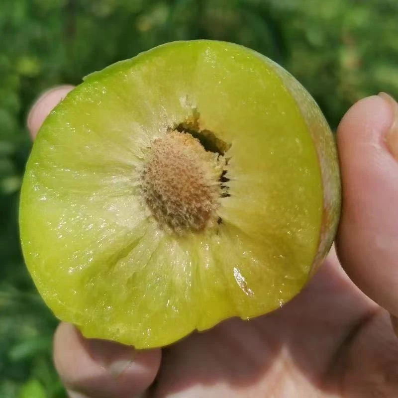 四川脱骨半边红茵红李新鲜现摘脆甜多汁应季水果