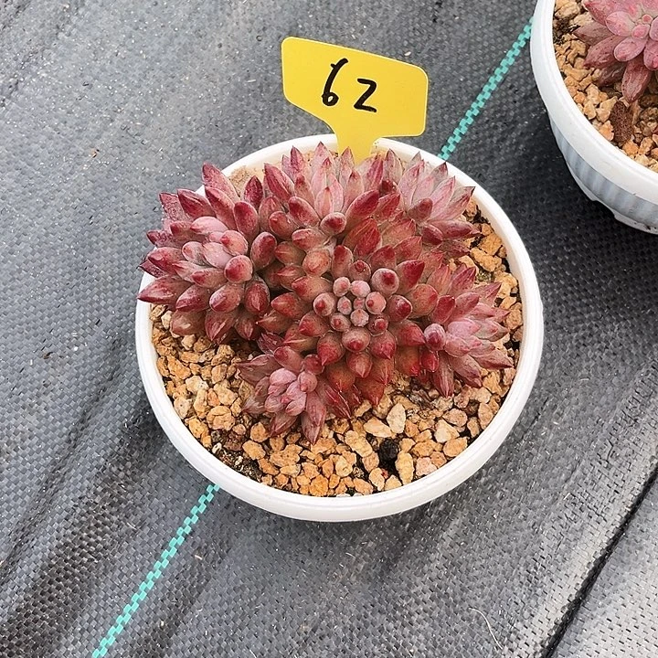 感***生虞美人62号码牌子的话