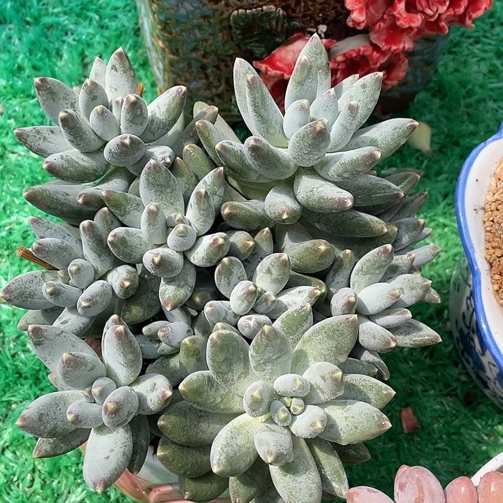 多头无砍星空美人多肉