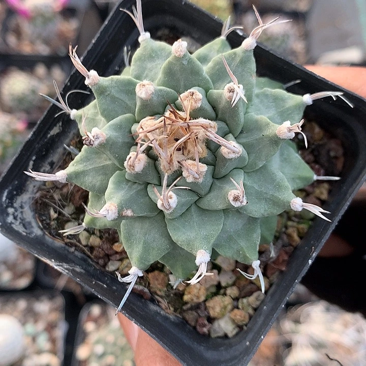 49 实生赤花娇丽厘米