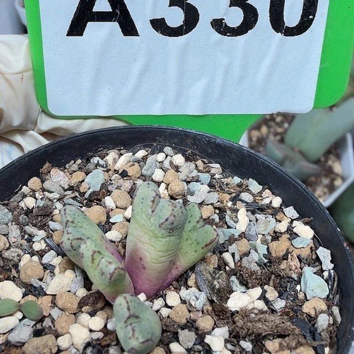 330mmmmmmmnnnnnnnnnnn