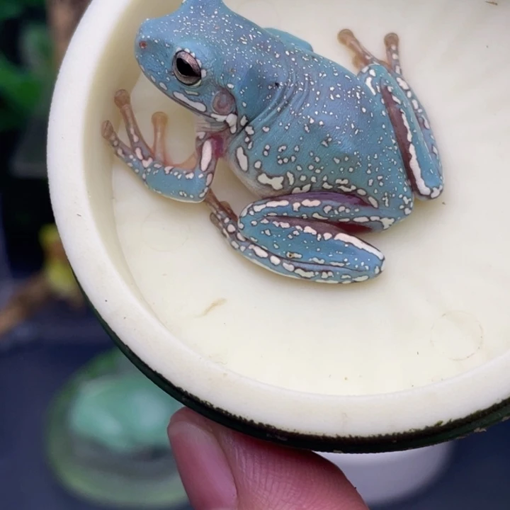 老爷树蛙5号孔雀蓝金