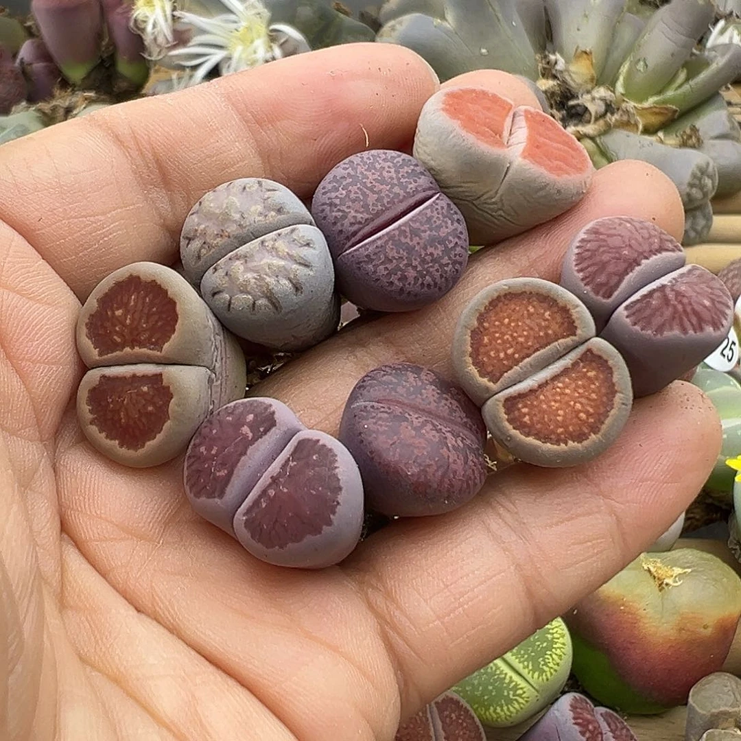 2730 生石花部分有伤长腿清不售后