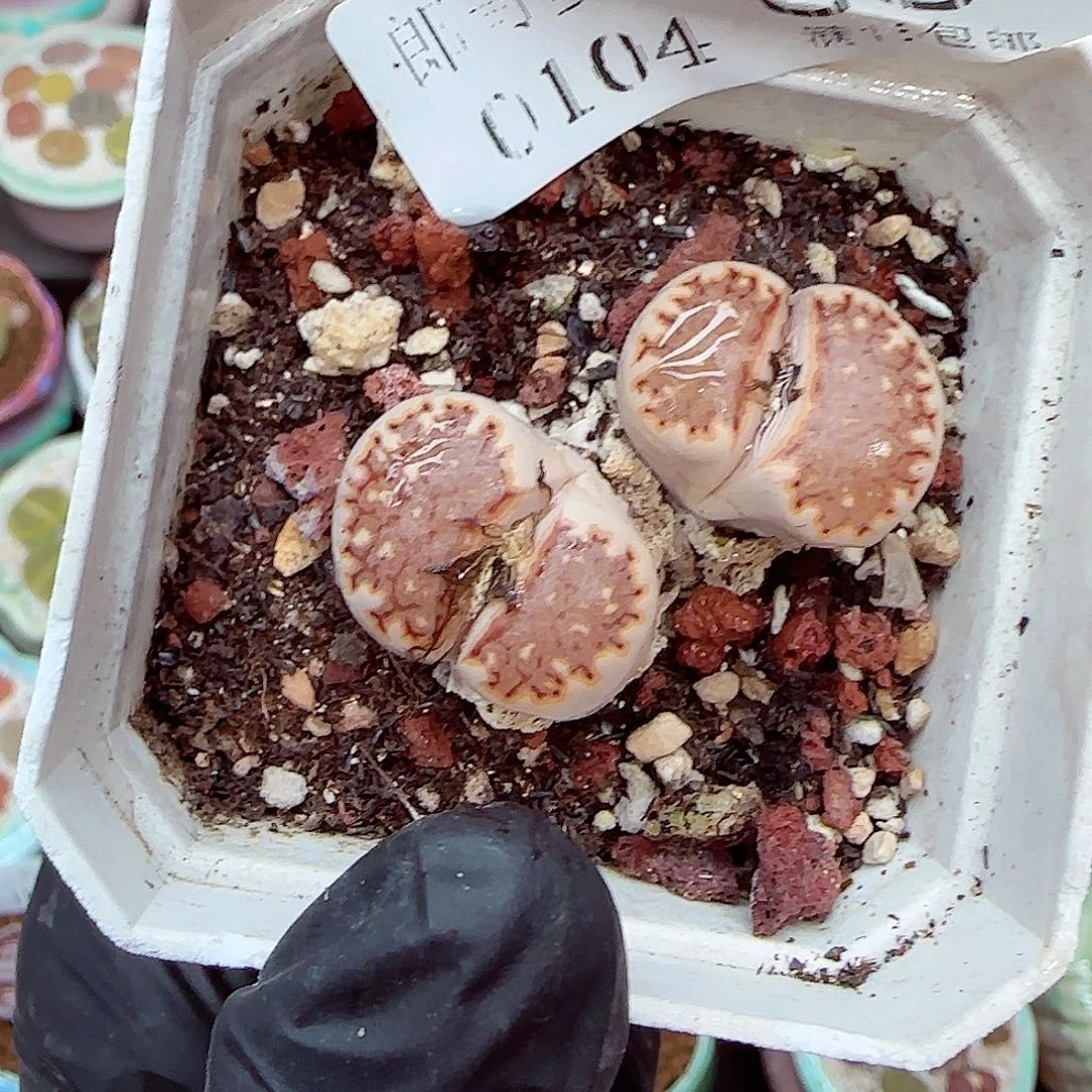 生石花满18包邮0104-66