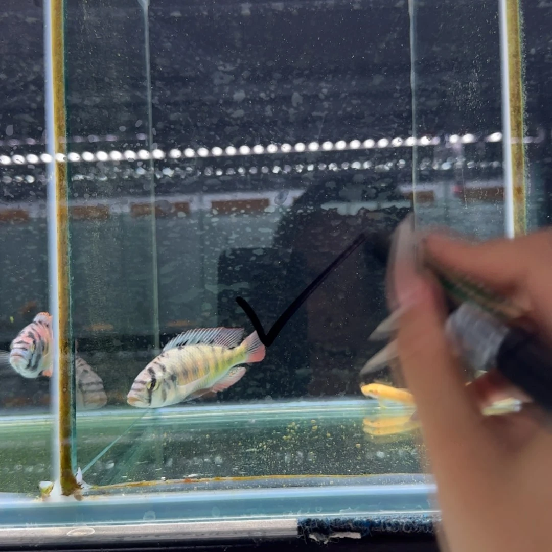 微***风慈鲷厚皮 1319。