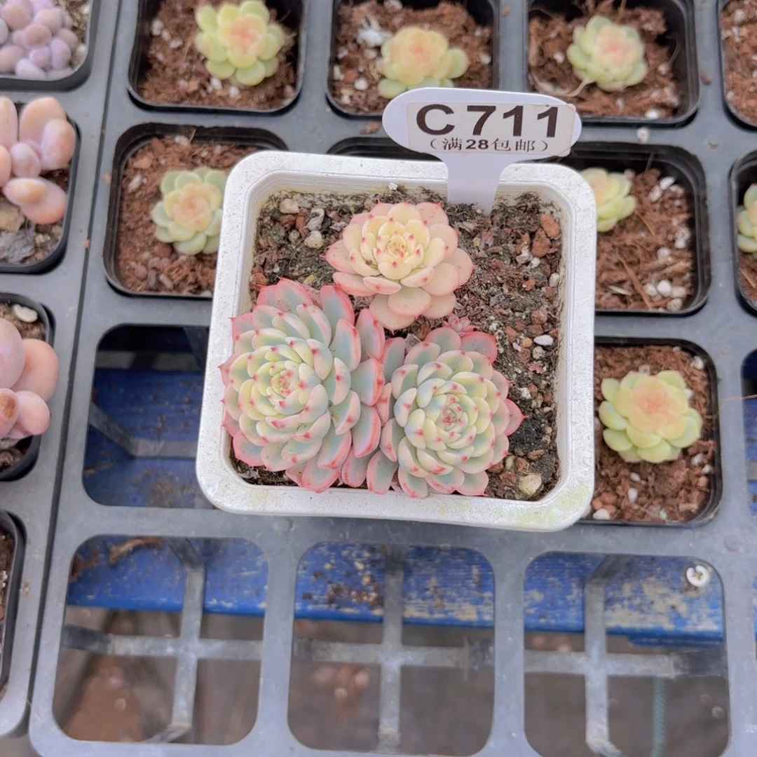 C711姬莲锦一物一拍