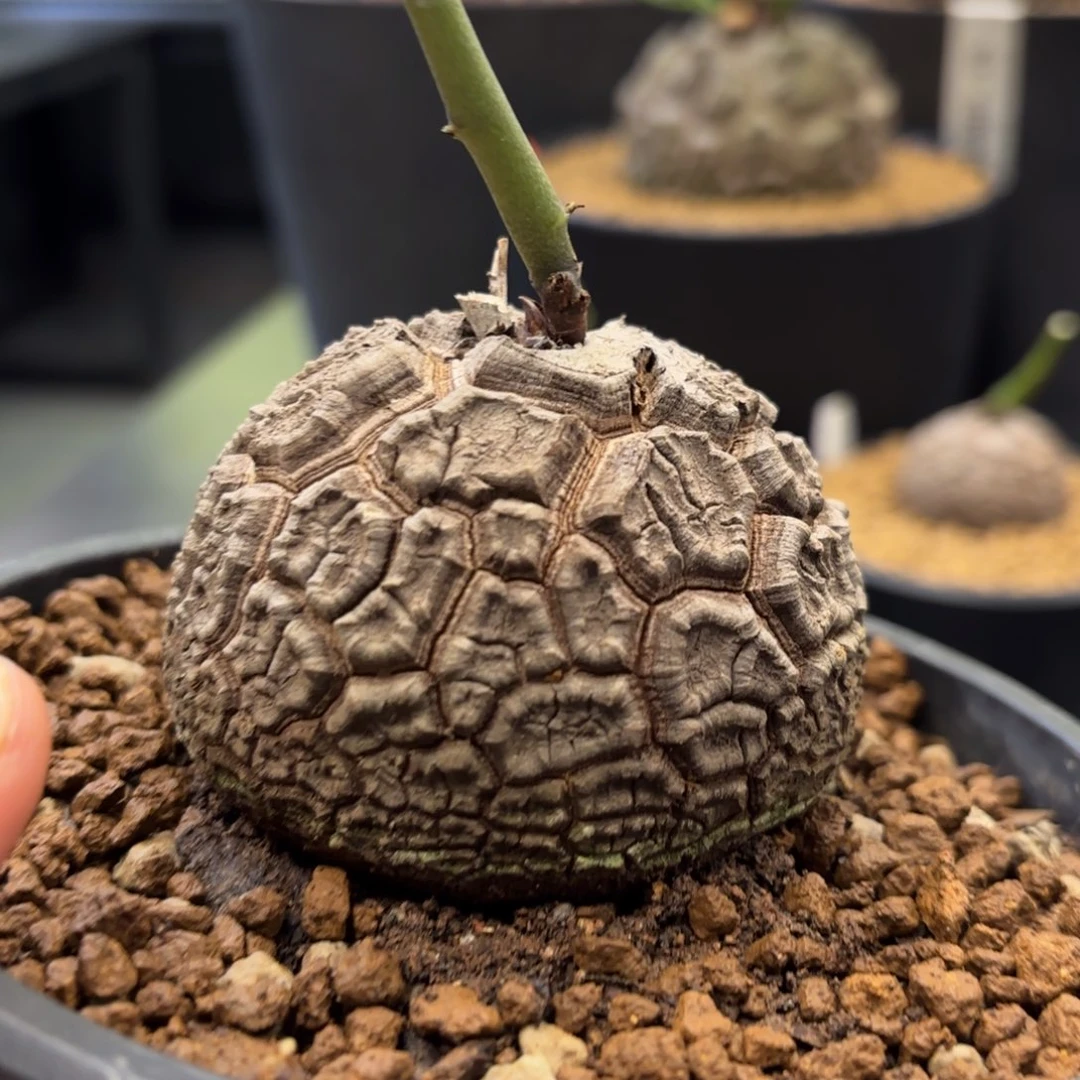 水雷炸弹南非龟甲龙带盆