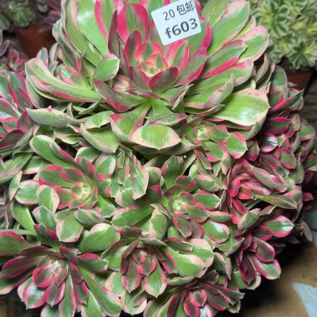 603妖月变异，满20包邮嘟叮熊