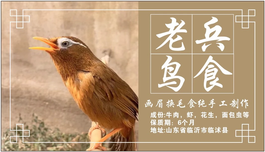 老兵新款画眉换毛食