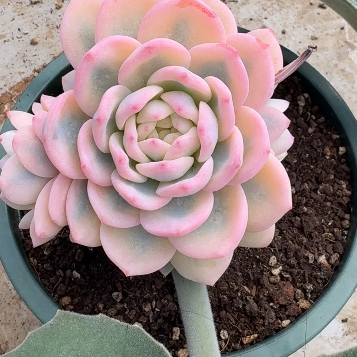 橙梦露锦一物一拍