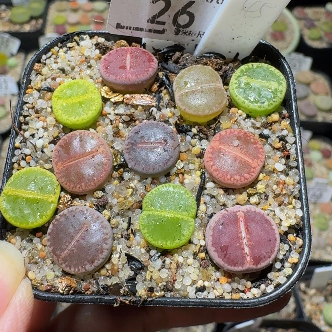 Sssss精品生石花26