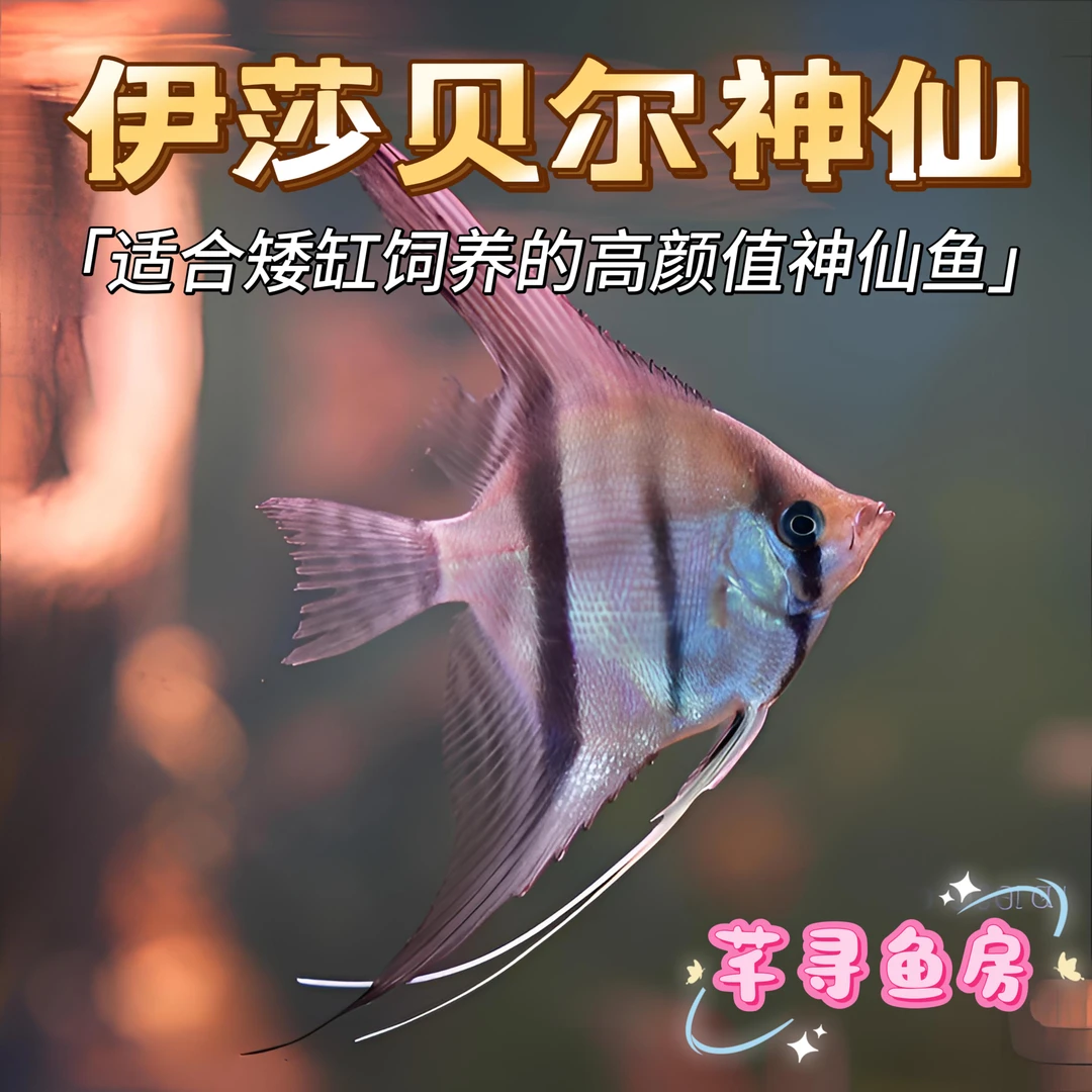 伊莎贝尔神仙鱼燕鱼观赏鱼淡水热带鱼活体好养耐活