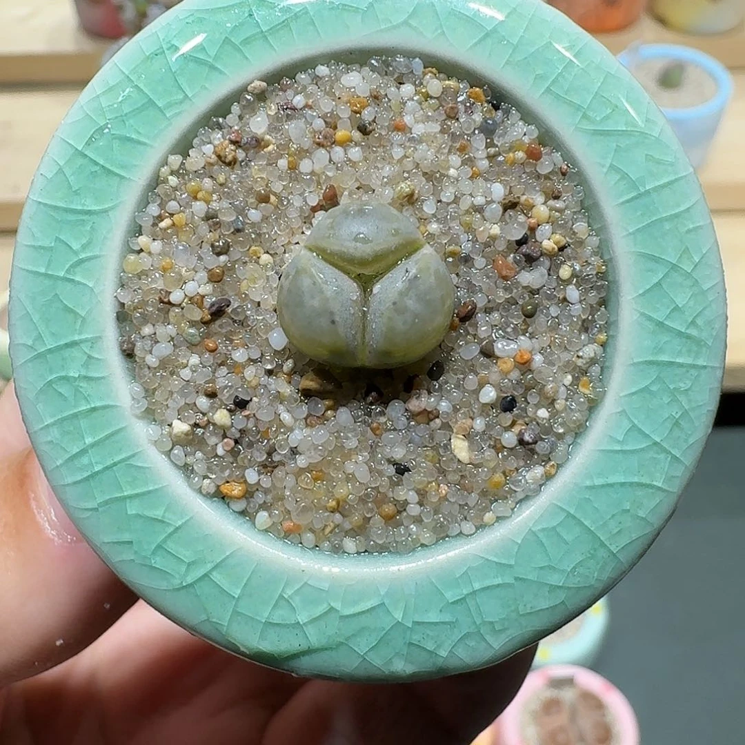 红陶蘑菇202茧型