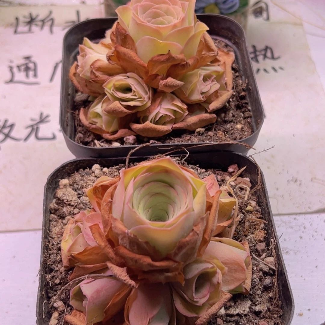 帕玉手捧一颗山地玫瑰福利一颗