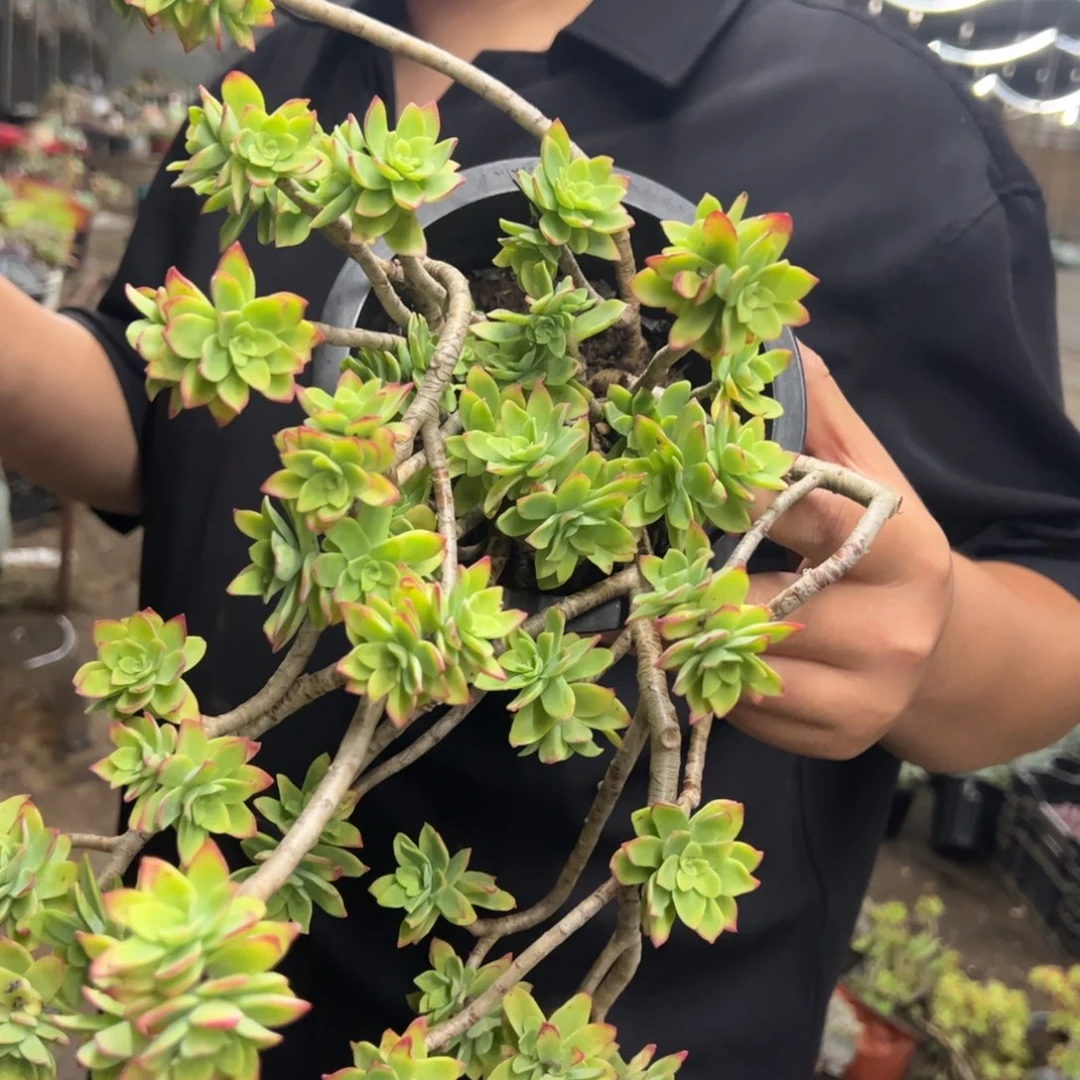 清扬薄化妆大盆，160杯