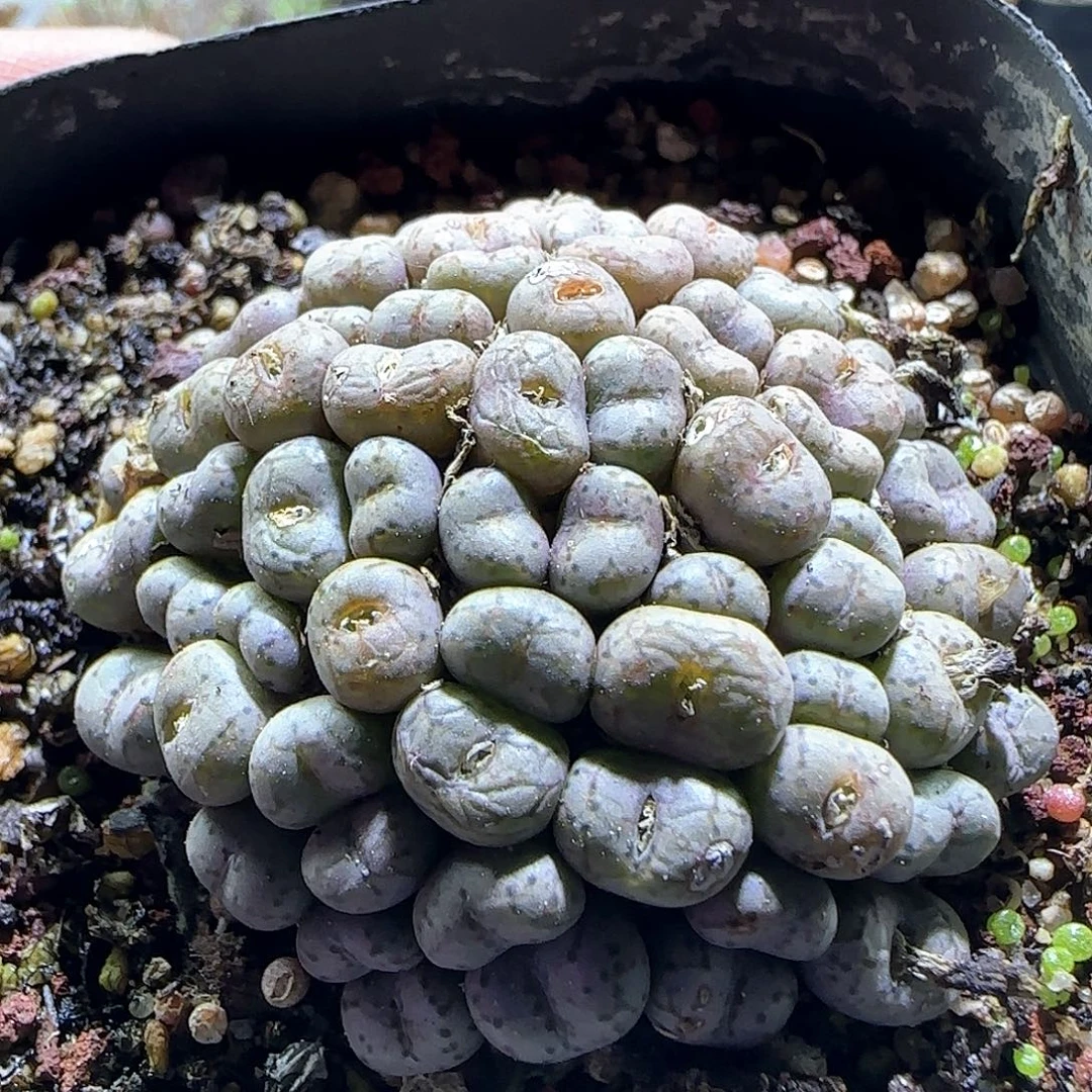 好看的杂交。    58637