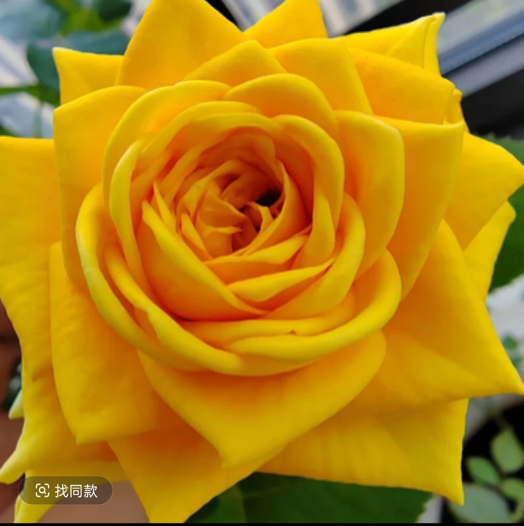 小玫瑰系列品种齐全