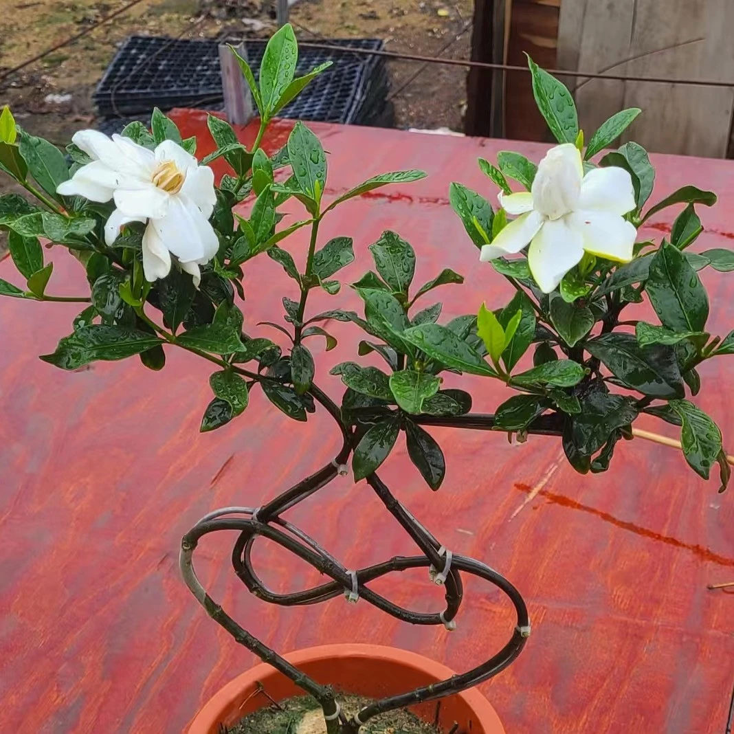 桅子花,开花清香花爱心造型,白色∏