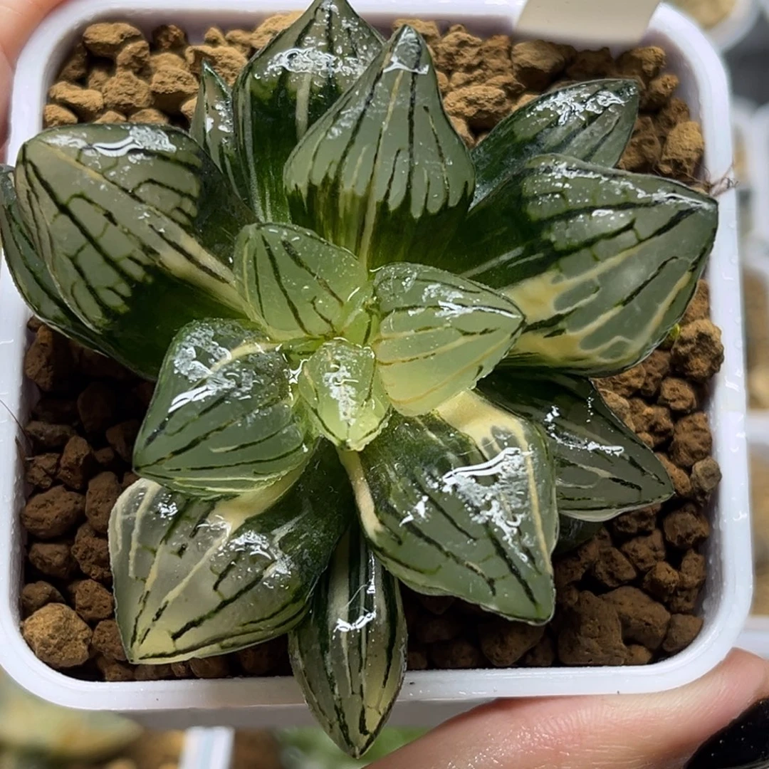 75巨大西瓜寿锦福利专场