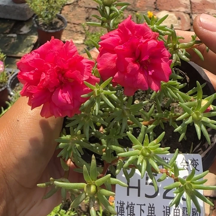 无花朵H529超小苗盆口10cm